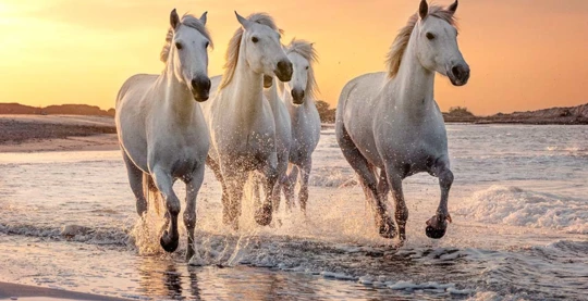 La Camargue et visite d’une manade