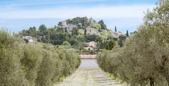 Visite guidée d'Arles et d'un domaine de fabrication d'huile d'olive