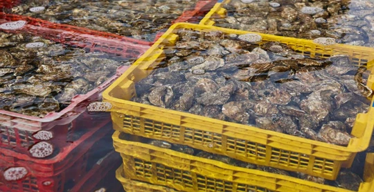 Excursión en barco con el ostricultor para llegar a su granja