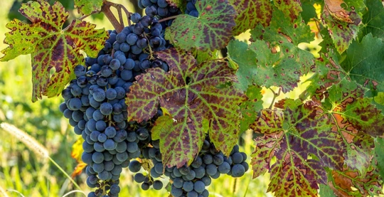 Visita de una bodega y degustación de vinos