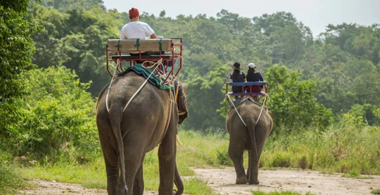 Dschungel-Safari auf dem Rücken eines Elefanten
