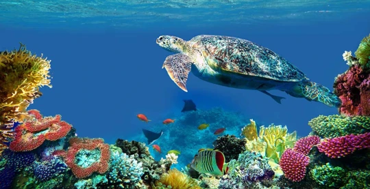 Snorkeling with sea turtles and leopard rays in Tintamarre