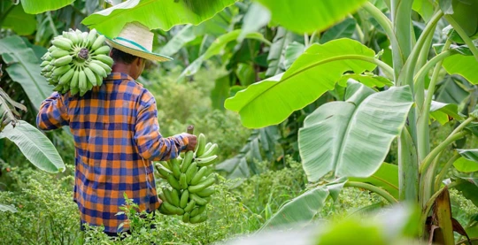 Visita di un frutteto di frutta nel villaggio
