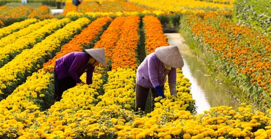 Visita ai giardini fioriti di Hòa An
