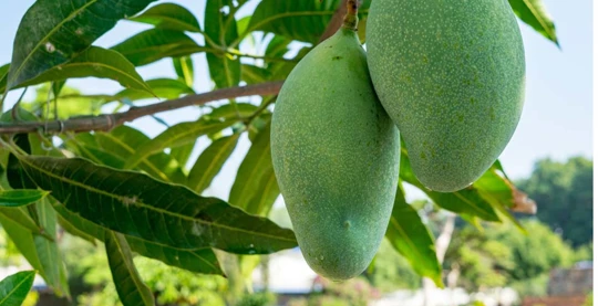 Passeggiata nei giardini di mango