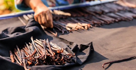 Visit to a vanilla plantation