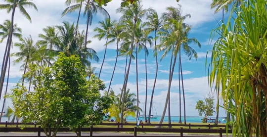 Guided tour of Moorea