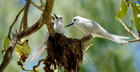 Visita de la Isla de los Primos