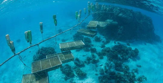 Visite des parcs à poissons