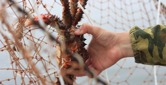 Der Fang von Königskrabben