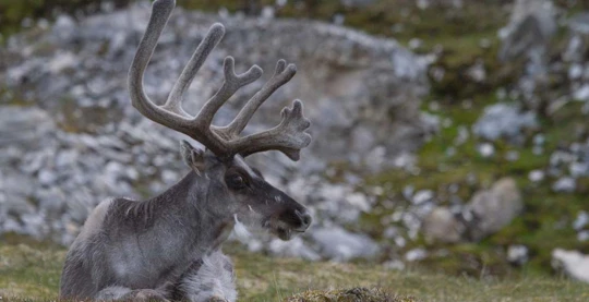 Randonnée à Prins Karls Forland