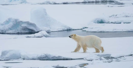 Randonnées dans la nature brute de l'Arctique