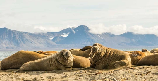 Visit of a walrus colony at Prins Karls Foreland