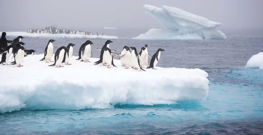 Wandern in den Polarregionen