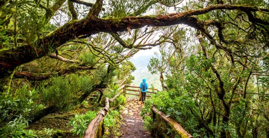 Inselrundfahrt auf La Gomera