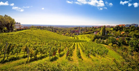 Trüffelsuche & Weintour