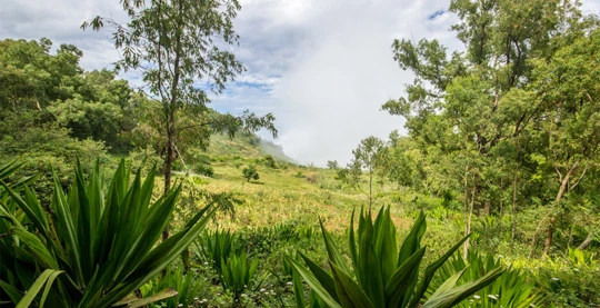 Excursion optionnelle d'une demi-journée à Porto Novo