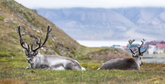 Excursions à la découverte de Longyearbyen