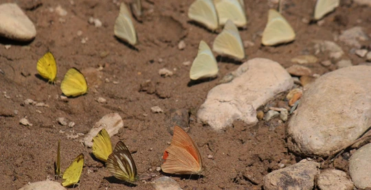 Visite de la ferme des papillons