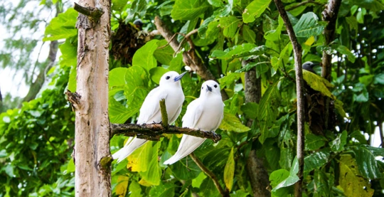 Visita a la Isla Arida