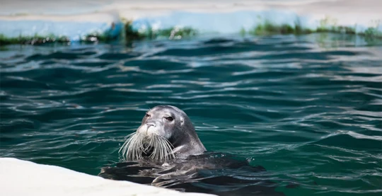 Besuch des Polaria-Aquariums