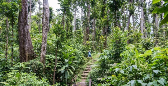 Nature walks at Syndicate