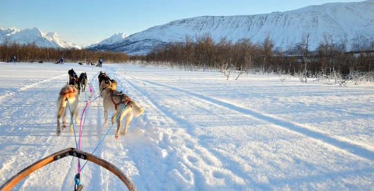 Hundeschlittenfahren in Tromsø