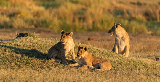 Safari terrestre y acuático en el Parque Nacional de Matusadona