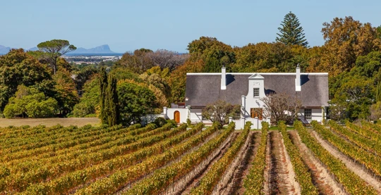Visita a la bodega Groot Constantia