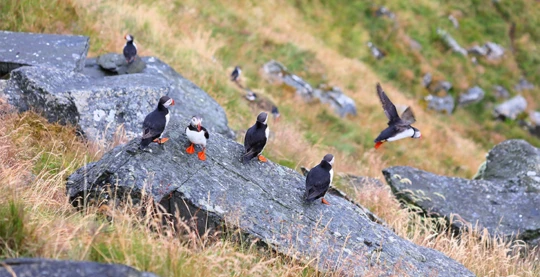 Birdwatching near North Cape, Honningsvåg