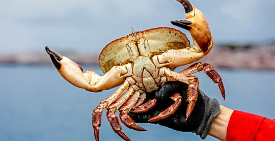 King crab with a snowmobile on the frozen fjord, Kirkenes