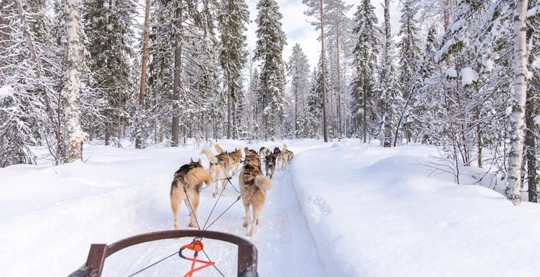 Dog sledding in the Arctic, Kirkenes