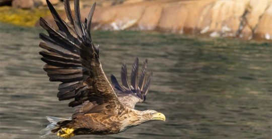 Seeadler-Safari im Trollfjord