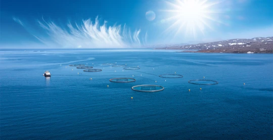 The Norwegian salmon adventure