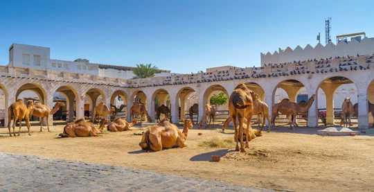 Visita a una stalla di cammelli