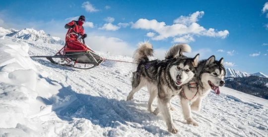 Balade à chiens de traîneau