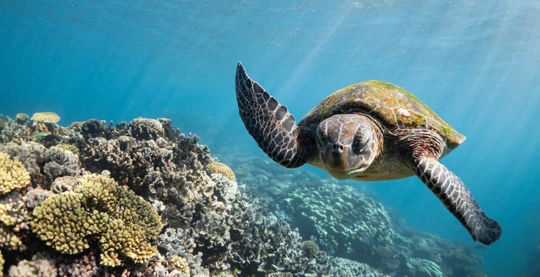 Visite de la plage des tortues
