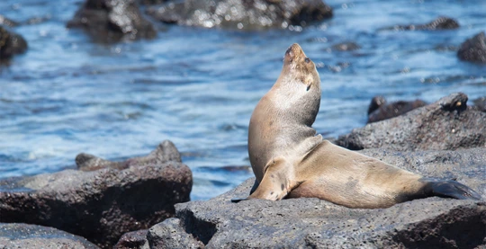 Panga boat excursion to Mosquera Islet