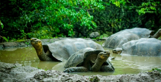 Visit of the Cerro Colorado tortoise reserve