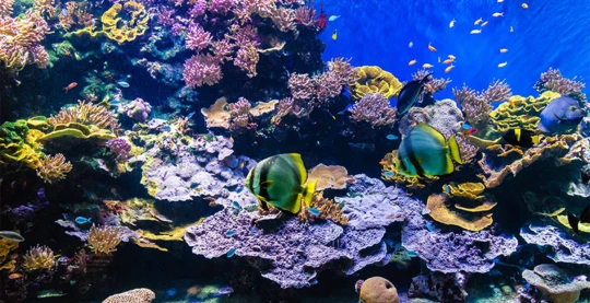 Trip in a glass-bottomed boat to observe the marine wildlife