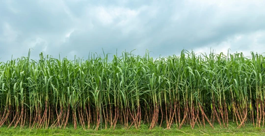 Visite d'une plantation de sucre