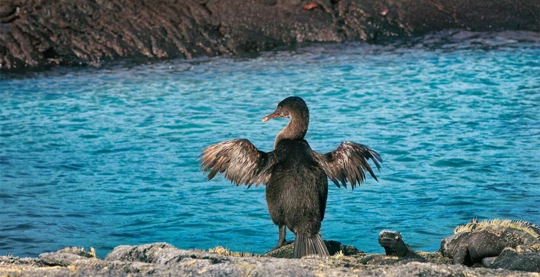 Exploration de Fernandina