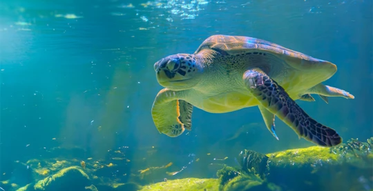Trip in a glass-bottomed boat or panga boat to Champion Islet