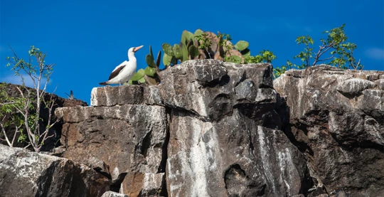 Montée des marches du Prince Philip - El Barranco