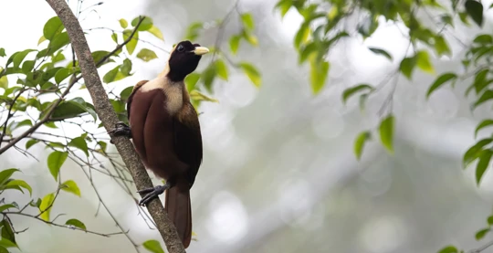 Escursione di birdwatching sull'isola di Gam