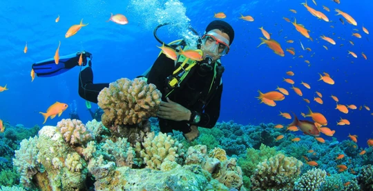 Introductory dive among diverse coral and tropical ?sh