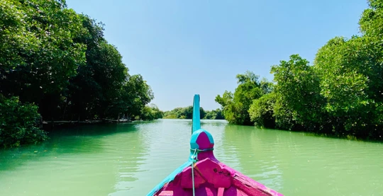 Guided mangrove kayak tour