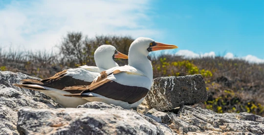 Panga boat trip to Punta Pitt