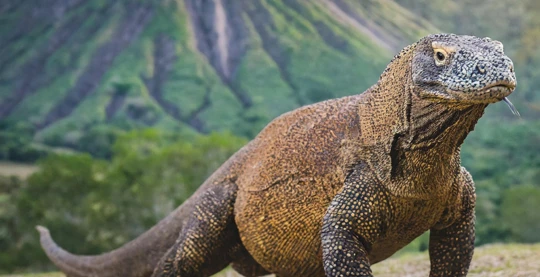 Visita al Parco Nazionale di Komodo