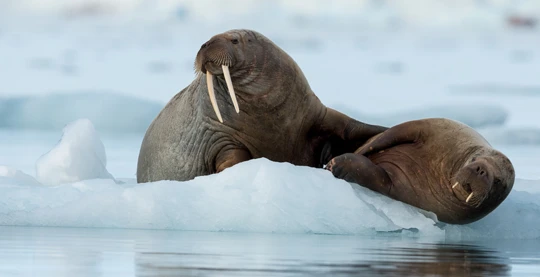 Beobachtung von Robben und Walrossen